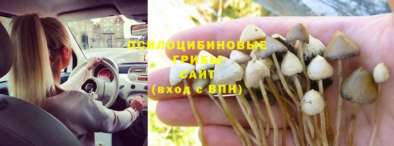 Псилоцибиновые грибы Psilocybine cubensis  Воркута 